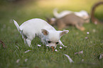 Chihuahua Puppies
