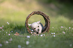 Chihuahua Puppy
