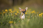 Chihuahua Puppy