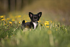 Chihuahua Puppy