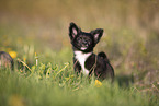 Chihuahua Puppy