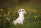 Chihuahua Puppy