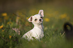 Chihuahua Puppy