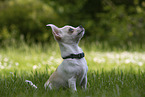 Chihuahua Puppy