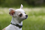 Chihuahua Puppy