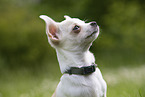 Chihuahua Puppy