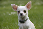 Chihuahua Puppy