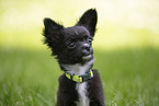 Chihuahua Puppy