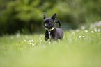 Chihuahua Puppy