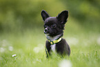 Chihuahua Puppy