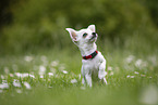 Chihuahua Puppy