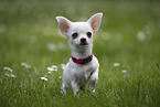 Chihuahua Puppy