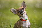 Chihuahua Puppy