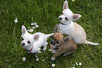 Chihuahua Puppies