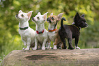 Chihuahua Puppies