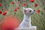 young Chihuahua