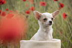 young Chihuahua