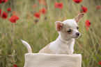 young Chihuahua