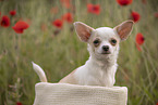 young Chihuahua