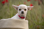young Chihuahua