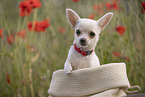young Chihuahua