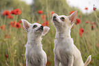 Chihuahuas