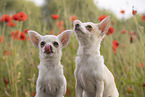 Chihuahuas