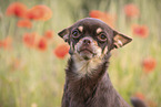 young Chihuahua