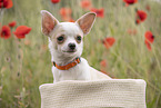young Chihuahua