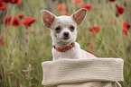 young Chihuahua