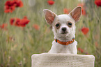 young Chihuahua