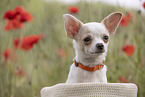 young Chihuahua