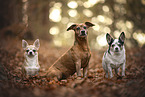Chihuahua