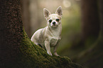 Chihuahua