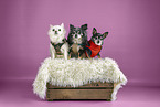 Chihuahua