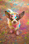 Chihuahua