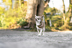 Chihuahua