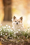 longhaired Chihuahua