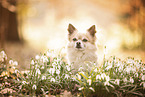 longhaired Chihuahua