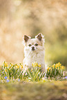 longhaired Chihuahua