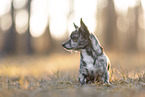 Chihuahua