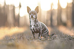 Chihuahua