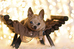Chihuahua