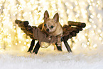 Chihuahua