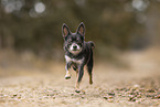 Chihuahua