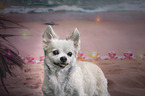 longhaired Chihuahua