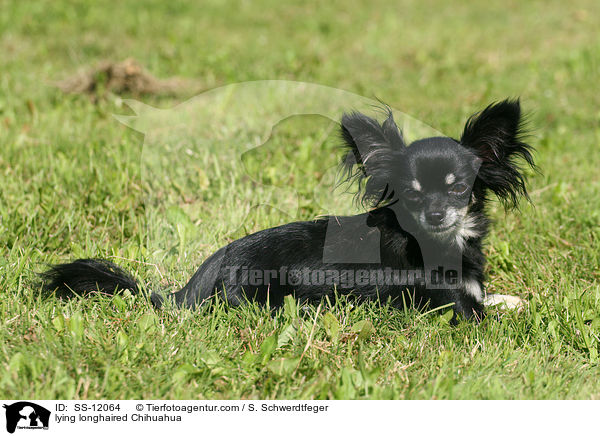lying longhaired Chihuahua / SS-12064