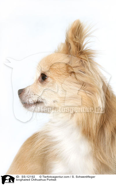 Langhaarchihuahua Portrait / longhaired Chihuahua Portrait / SS-12192