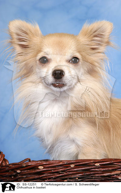 Chihuahua in basket / SS-12251