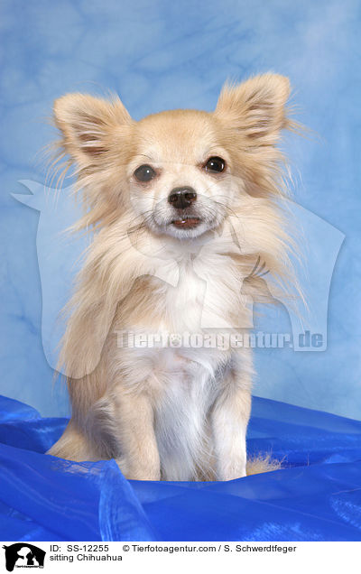 sitzender Chihuahua / sitting Chihuahua / SS-12255